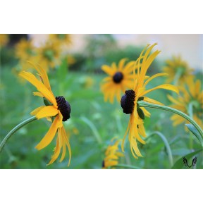 Two black-eyed Susans facing each other in a field of susans.